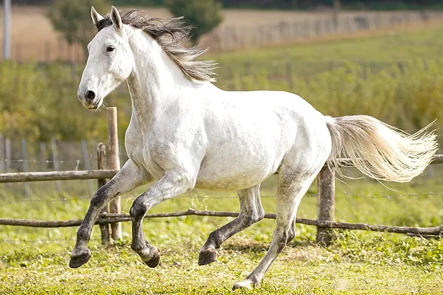 Um cavalo lipizzano branco galopando em um cercado verde, com a crina e a cauda ao vento