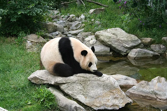 Um panda-gigante descansando sobre uma rocha junto a um pequeno lago em seu recinto no zoológico de Schönbrunn, em Viena